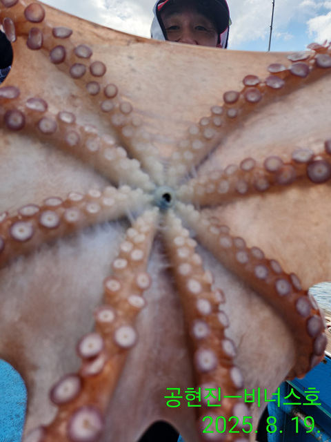 21인승 비너스호 문어조황 8/19