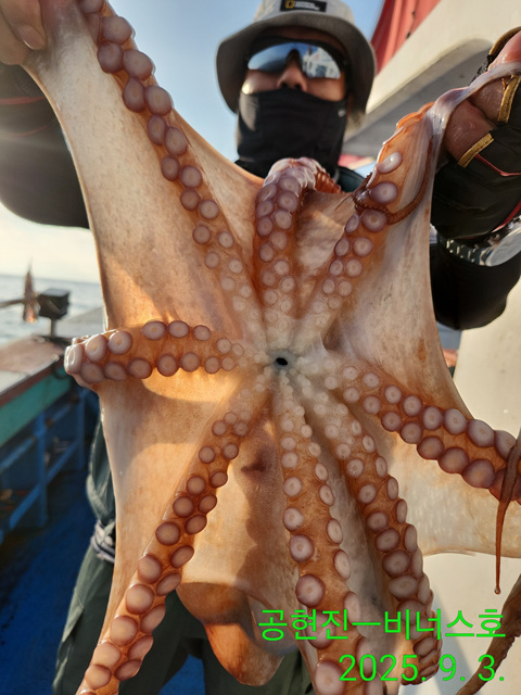 21인승 비너스호 문어조황