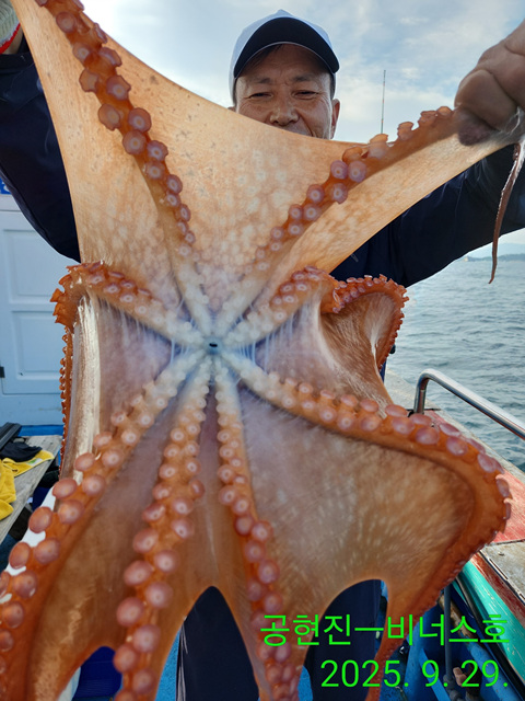 21인승 비너스호 문어대박 20마리