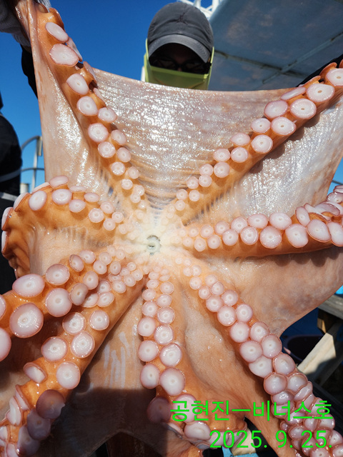 21인승 비너스호 대왕문어 2마리 대박