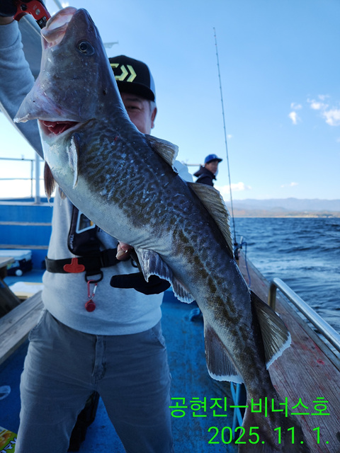 21인승 비너스호 왕대구 ,조황 11/1