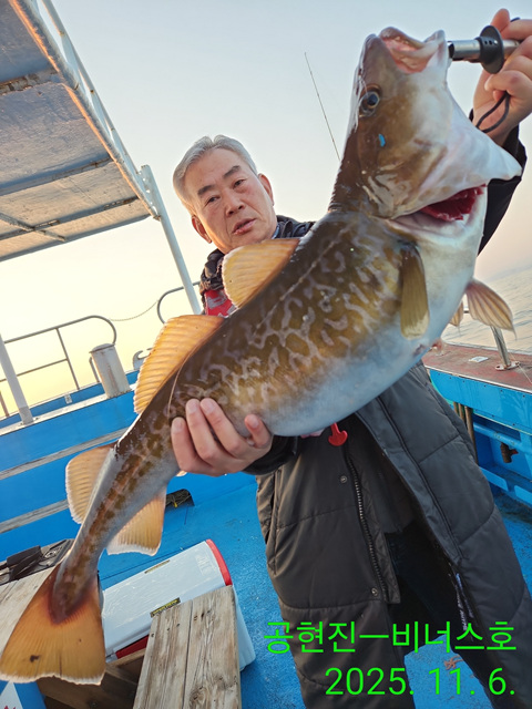 21인승 비너스호 왕대구 쿨러조황 11/6