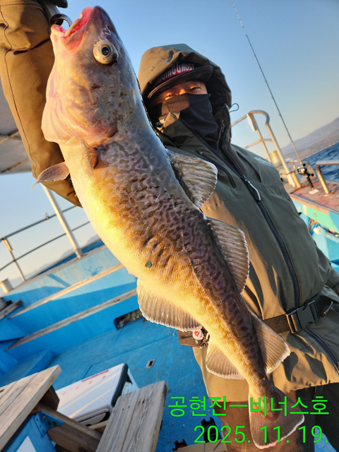 21인승 비너스호 왕대구조황 11/19