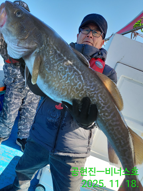 21인승 비너스호 왕대구메타급조황