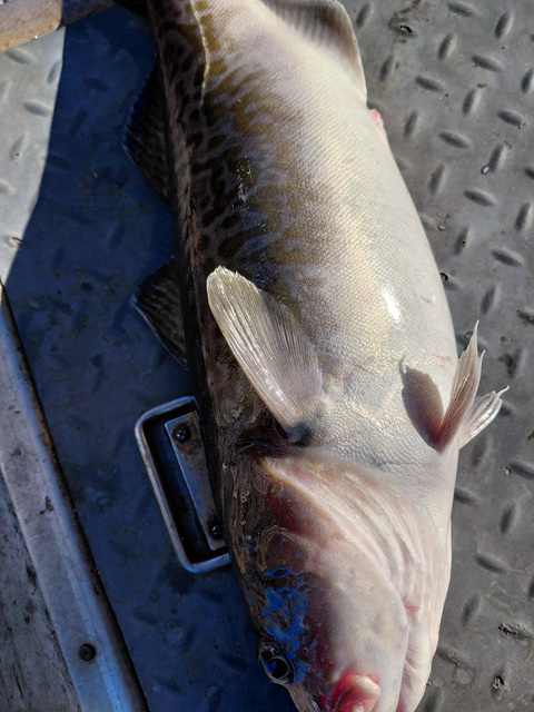 성복호 왕대구 쿨러조황